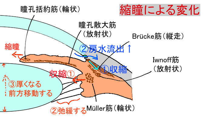 医師の診察を受ける際に期待すること
